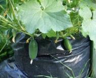 Ghid pas cu pas pentru cultivarea castraveților în saci pe logie și grădina de legume Cultivarea castraveților în saci în țară