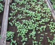 Când și cum să plantezi panseluțe pentru răsaduri: reguli pentru îngrijirea și creșterea Violei acasă