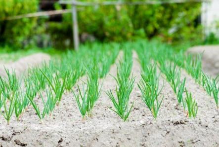 Onion diseases and pests: description and how to protect plantings