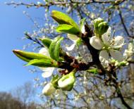 Recomandări pentru plantarea prunelor primăvara