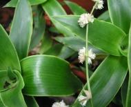 Mustață aurie (Callisia parfumată): plantare și îngrijire acasă