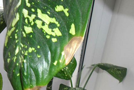 Dieffenbachia - on the leaves of the disease, pests, spots