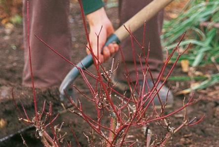 When is the best time to repot trees and shrubs How to repot a bush